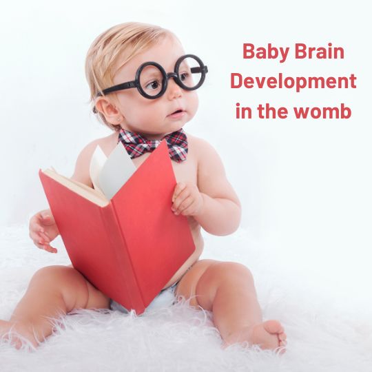 fetal-brain-development-during-pregnancy-parent-s-guide